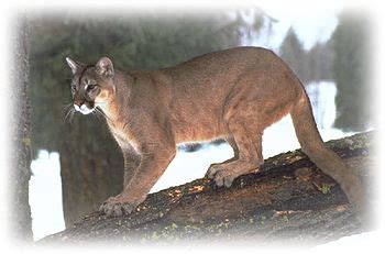 Mountain Lion, Cougar, Puma, Panther Sightings in Pennsylvania Pennsylvania Mountain Lion ...