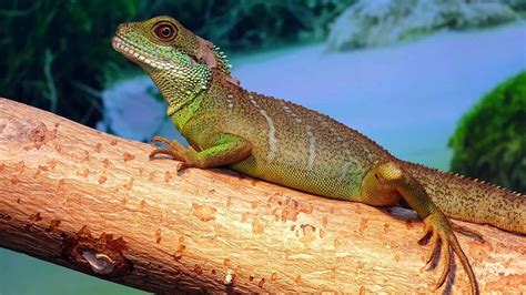 Chinese Water Dragon: Habitat, Diet and 7 Fascinating facts - Amado Pets