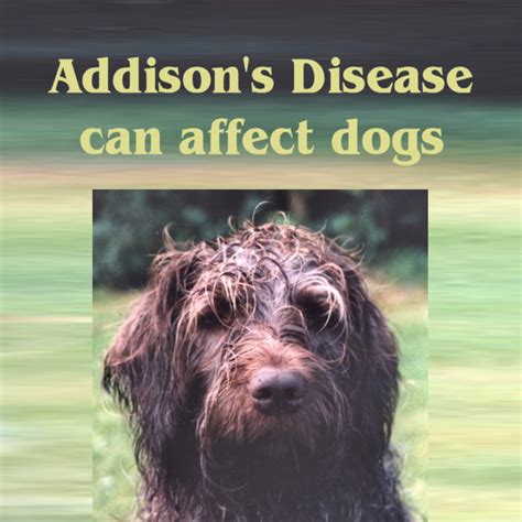 Addison's Disease Can Affect Dogs: Sarah's Story - PetHelpful