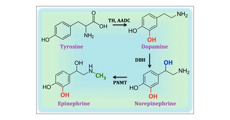 Differentiating Siblings: The Case of Dopamine and Norepinephrine | ACS Chemical Neuroscience