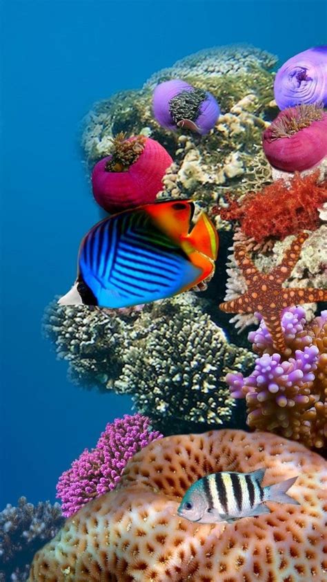 4K Ultra HD Wallpapers | Ocean creatures, Beautiful sea creatures, Sea fish