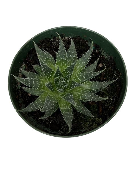 Lace Aloe | Unique Spiky Houseplant