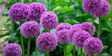 How To Grow Alliums | Best Allium Varieties - Which?