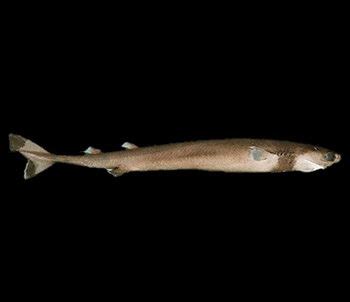 Cookie Cutter Shark Facts | Cookie Cutter Shark Habitat & Diet