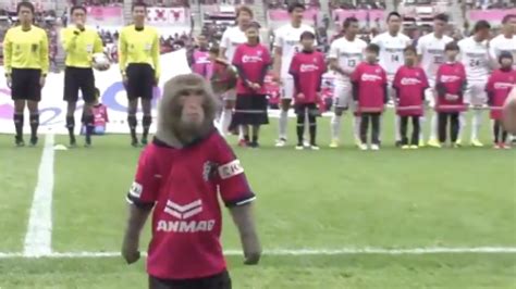 Soccer Monkey Delivers Match Ball