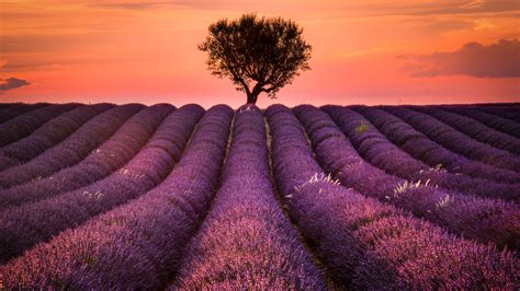 WALLPAPERS HD: Lavender Field