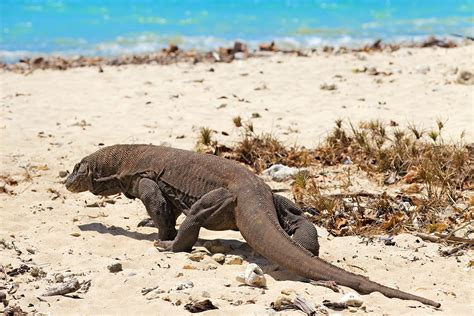 Dragons of Komodo National Park - International Traveller