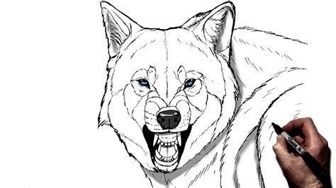 How To Draw A Snarling Wolf | Step By Step - YouTube