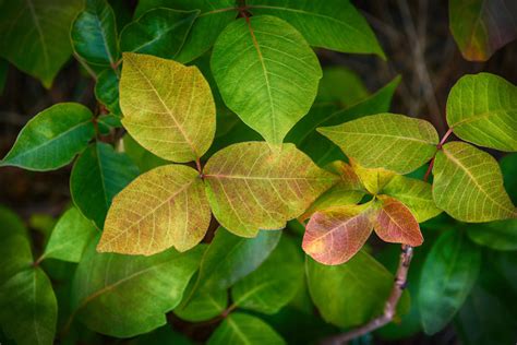 Landscape Spotlight: Poison Ivy, ‘Toxicodendron radicans’