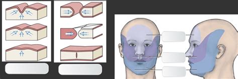 FACE Diagram | Quizlet