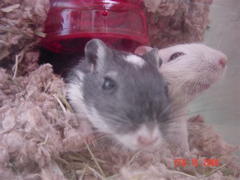 Easy to Make Gerbil Toy : 5 Steps (with Pictures) - Instructables