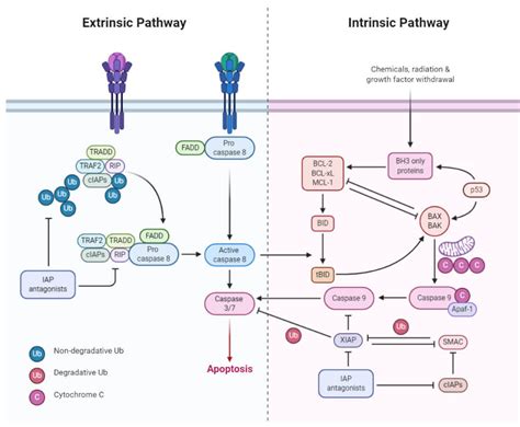 Extrinsic Pathway Apoptosis