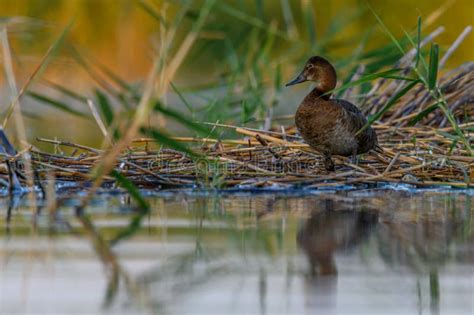 American Porron or Aythya Americana, is a Species of Anseriform Bird in the Anatinae Family ...