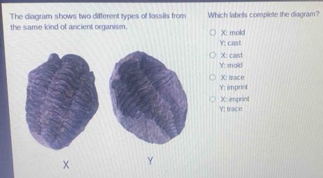 Solved: The diagram shows two different types of fossils from Which labels complete the diagram ...