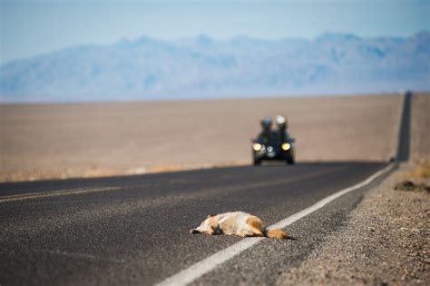 Coyote - Death Valley National Park (U.S. National Park Service)