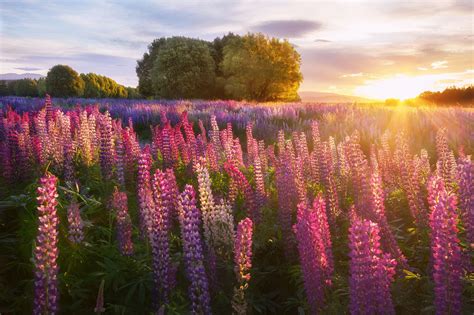 Lake Tekapo Lupin Sunset - NZ Landscape Prints