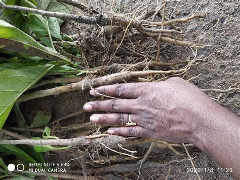 Teak Plant by Lia Nursery Plant, Teak Plant, INR / ( Approx ) from Cuddalore | ID - 5268163