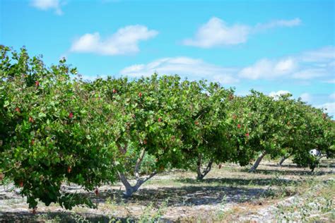 1,500+ Cashew Farm Stock Photos, Pictures & Royalty-Free Images - iStock