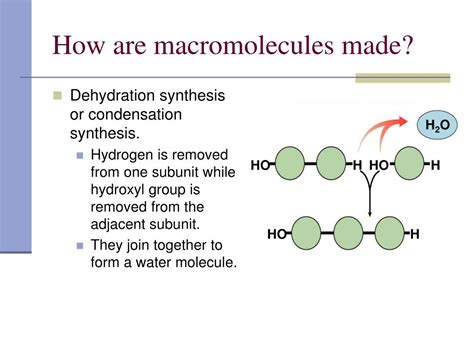 PPT - The Structure and Function of Macromolecules PowerPoint Presentation - ID:5575029