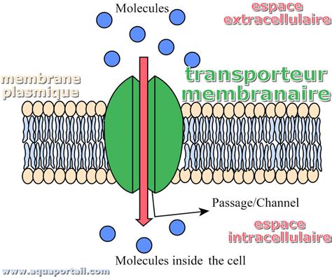 Transporteur membranaire : définition et explications