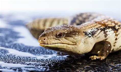 Curious Cat Discovers New Species of Lizard... With His Mouth - The ...