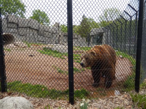 5/28/2022 - Kodiak Bear Habitat (Original Half) - ZooChat