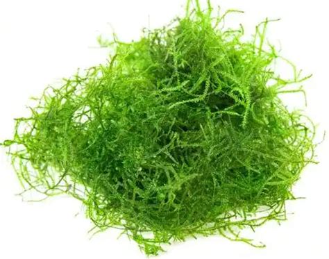 Java Moss Care - A How To Guide - AquariumStoreDepot