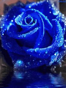 Blue Rose Flower GIF - Blue Rose Flower Rose - Discover & Share GIFs