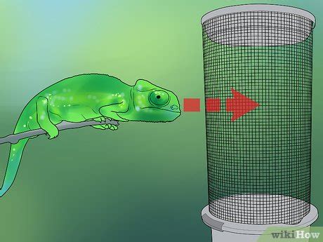 How to Build a Reptile Cage: 12 Steps (with Pictures) - wikiHow