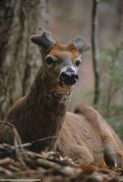 Whitetail Deer Antler Growth Process - Legendary Whitetails - Legendary ...