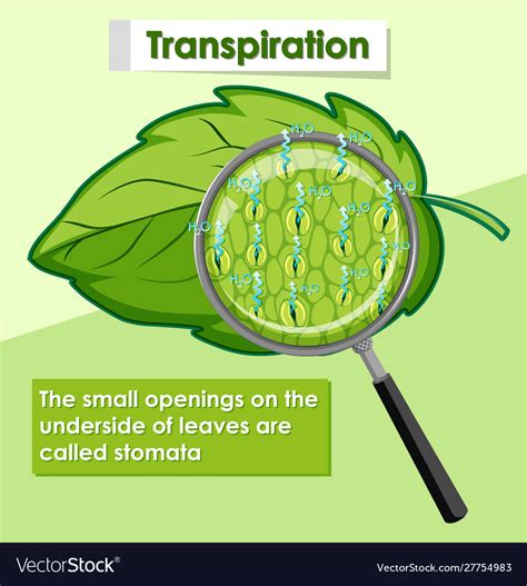 Transpiration Diagram