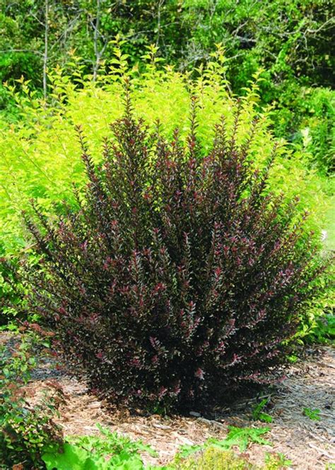 Ninebark Shrub – How to Grow & Care for Physocarpus | Garden Design