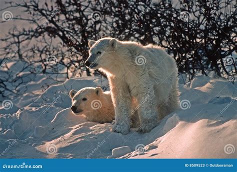 Polar Bear Cubs in Snow Bank, Backlit Stock Image - Image of snow, cubs: 8509523