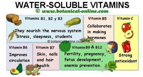 Water-soluble vitamins characteristics – Botanical online