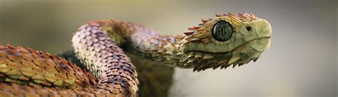 Atheris Hispida Snake - BlenderNation