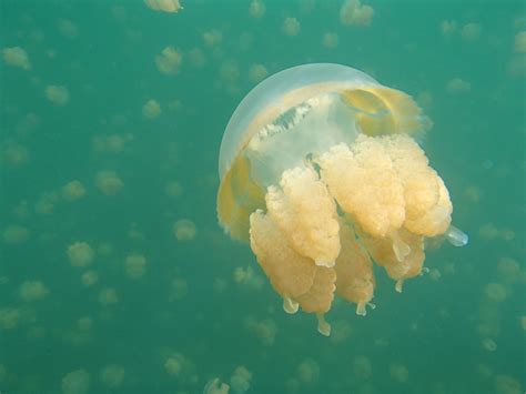 Life of Jelissa: Jellyfish Lake, Palau