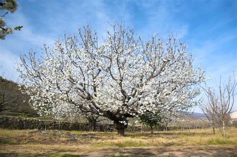 48 Different Almond Tree Varieties - ProGardenTips