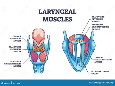 Suprahyoid Clipart And Illustrations