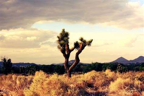 Mojave Desert Wallpapers - Top Free Mojave Desert Backgrounds - WallpaperAccess