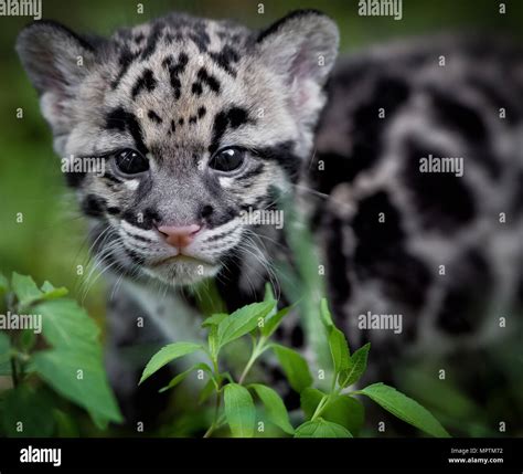 Clouded Leopard cub Stock Photo - Alamy