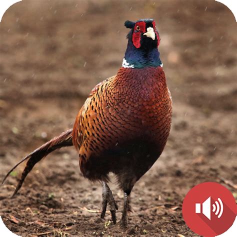 Pheasant Sounds - Apps on Google Play