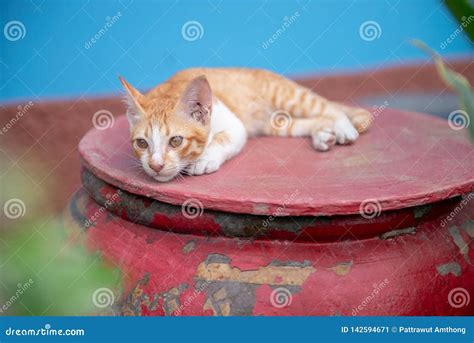 Cats on Jar stock image. Image of happy, brown, portrait - 142594671