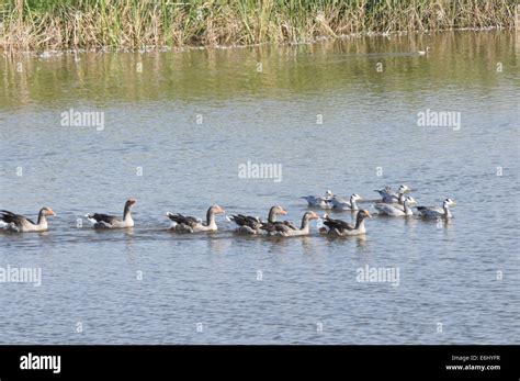 Aug. 24, 2014 - ZHANGYE CHINA AUG 24: Zhangye National Wetland Park ...