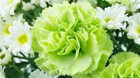 32 Stunning Green Flowers for Your Garden (With Pictures) | Planet Natural