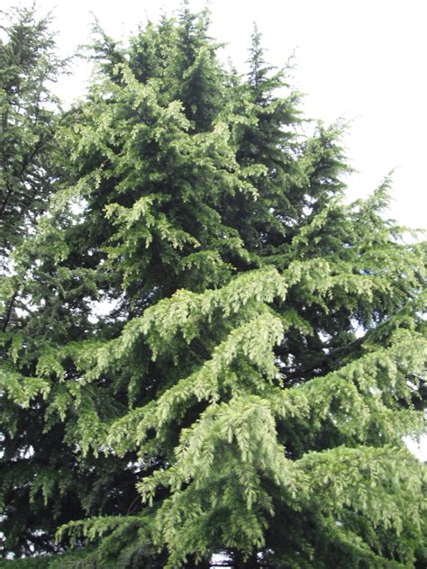 What is a Cedar? | Native Plants PNW