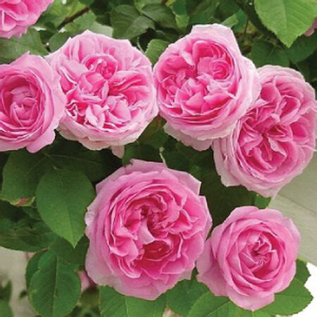 Pink Climbing, Rose Seeds | Urban Farmer