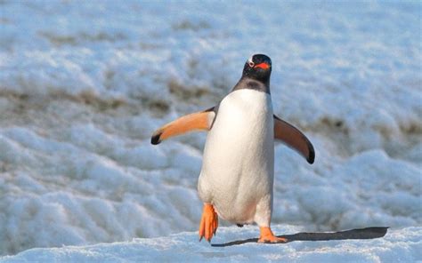 Do Penguins Have Knees? » ScienceABC