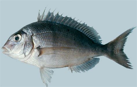 Stenotomus chrysops » NCFishes.com