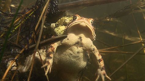 American Toad - Mating Frenzy featured image © Lang Elliott | Music of ...