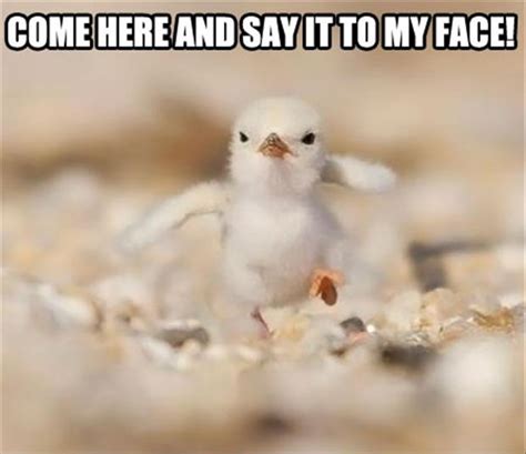 funny pictures, angry birds - Dump A Day